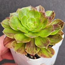 Load image into Gallery viewer, Aeonium Big Bang
