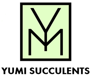 Yumi Succulents